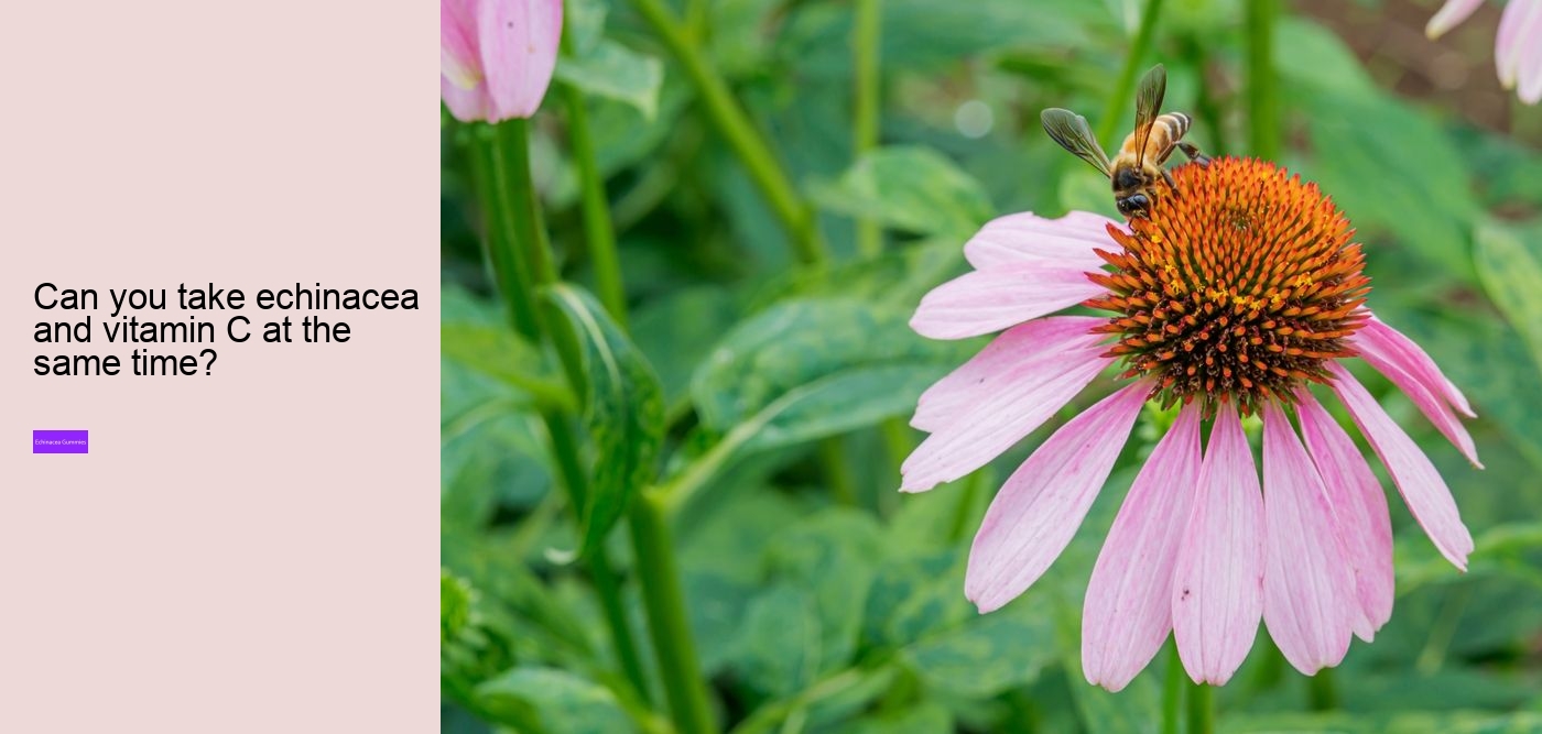 Is echinacea or vitamin C better?