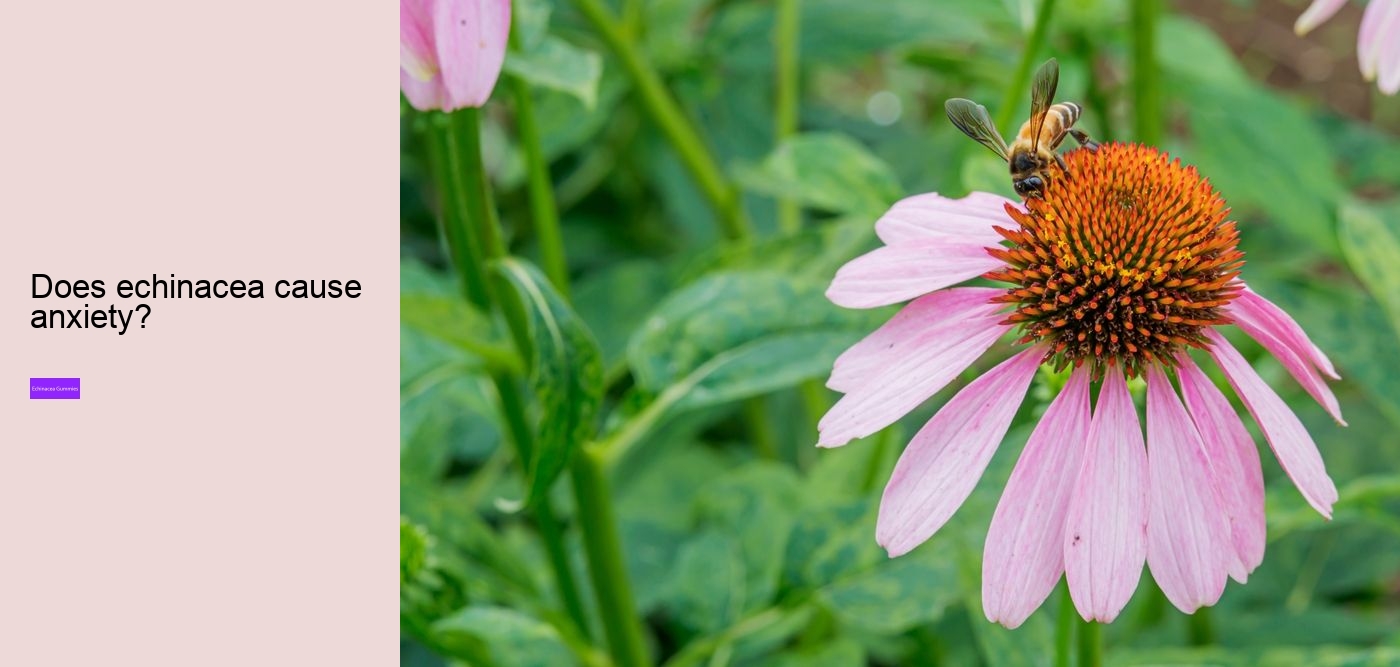 Does echinacea react with anything?