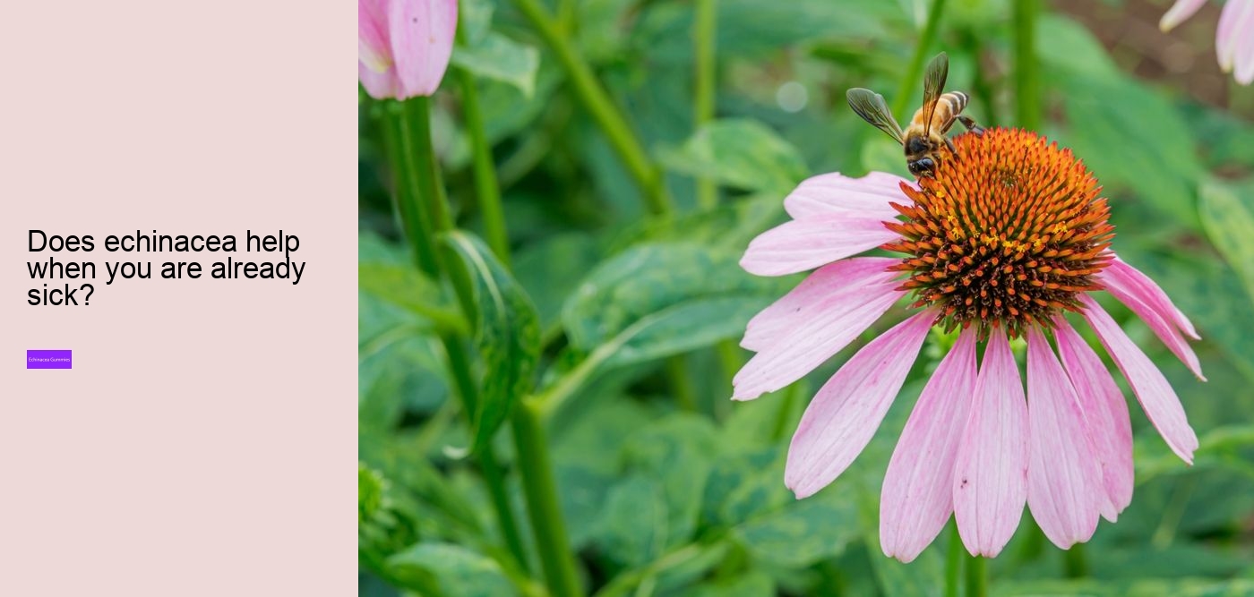 Can you take echinacea and vitamin C at the same time?