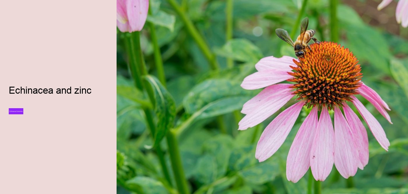 Is echinacea or vitamin C better?