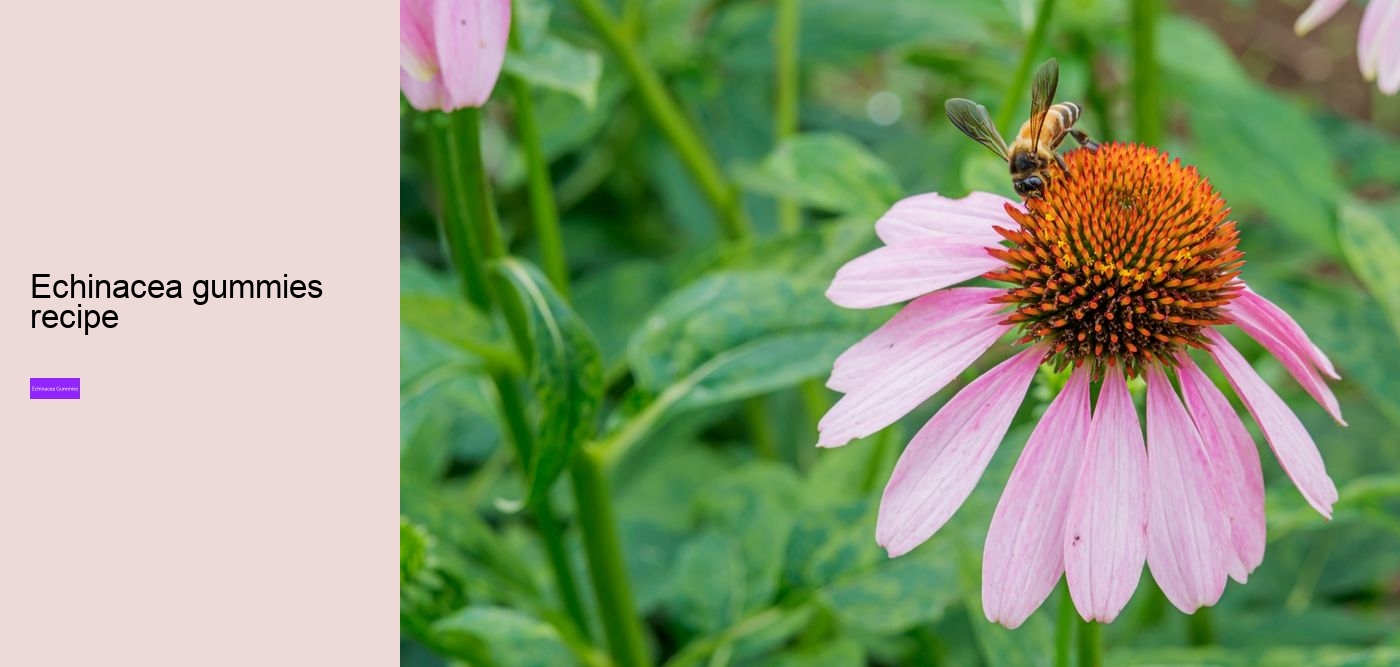 Is echinacea an antibiotic?