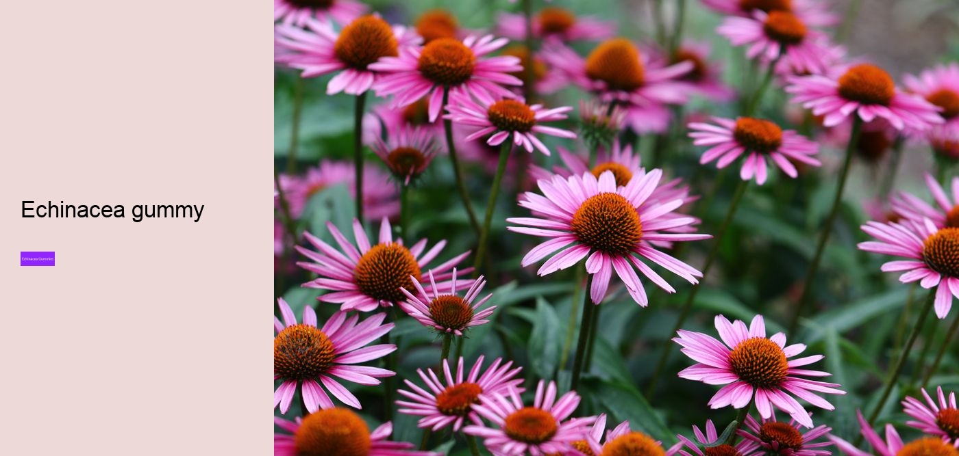 Why not take echinacea on an empty stomach?