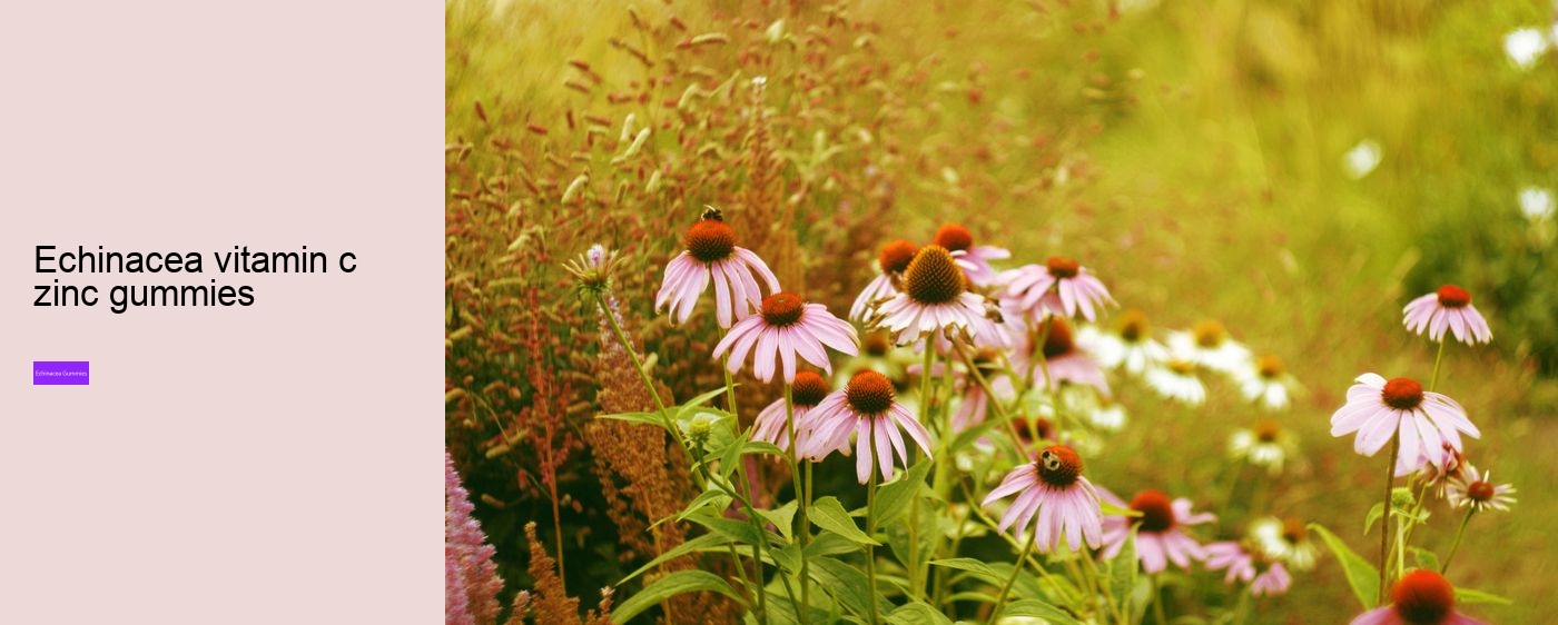 echinacea gummies for adults