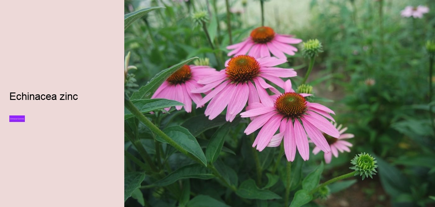 Does echinacea cleanse your body?