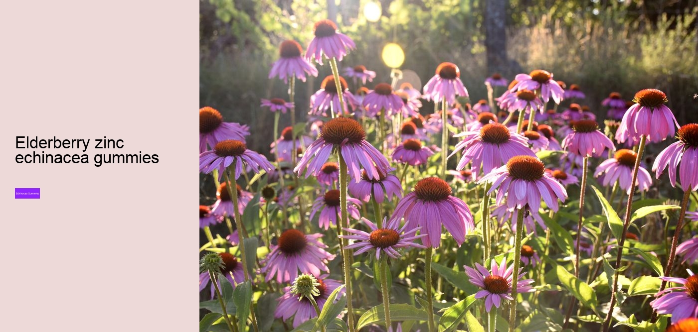 vitamin c and echinacea