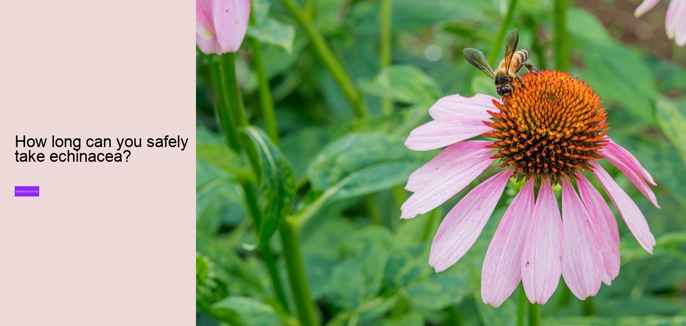 Does echinacea increase histamine?