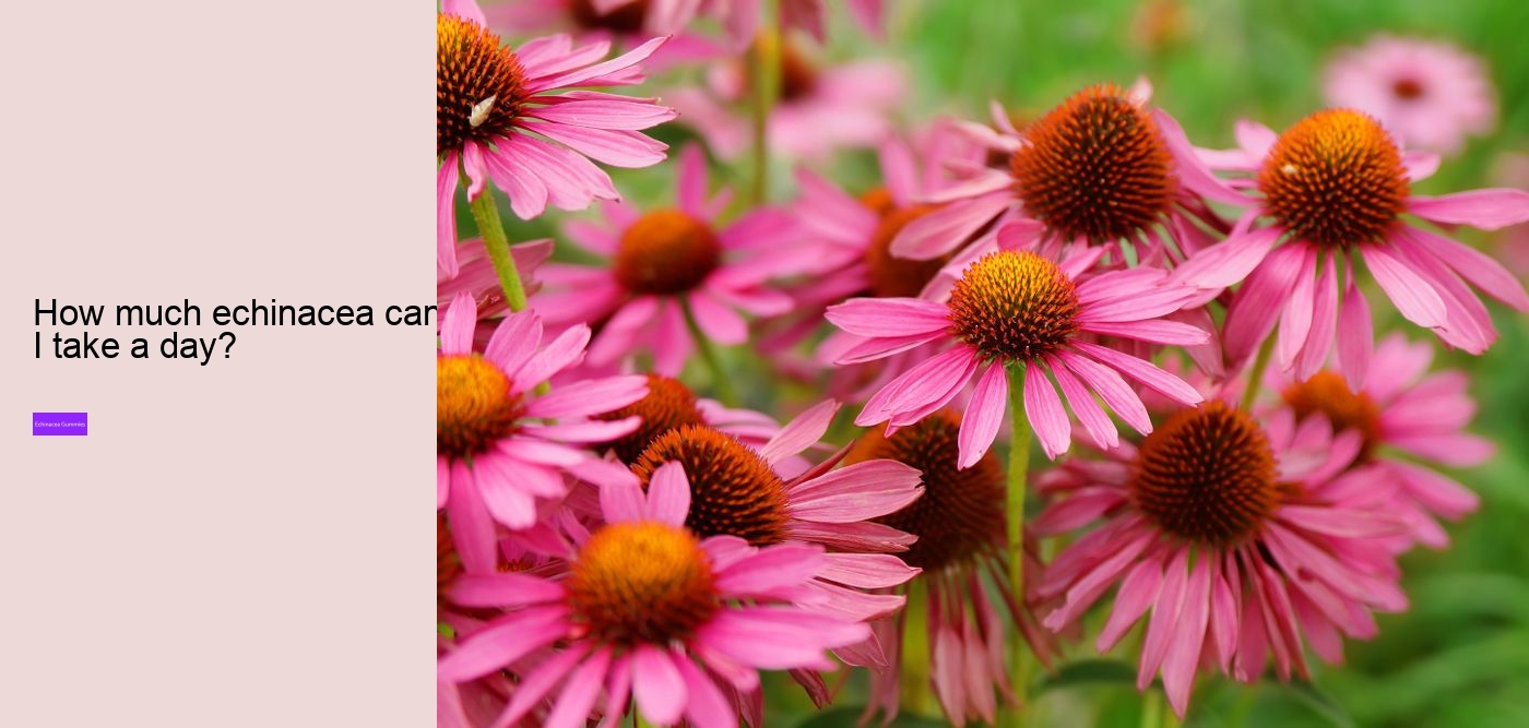 What vitamins are in echinacea?