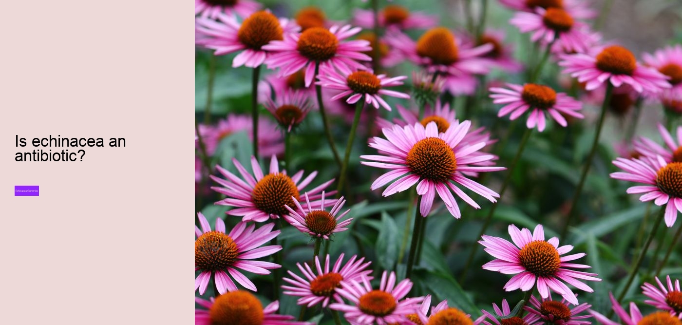 elderberry gummies with zinc and echinacea