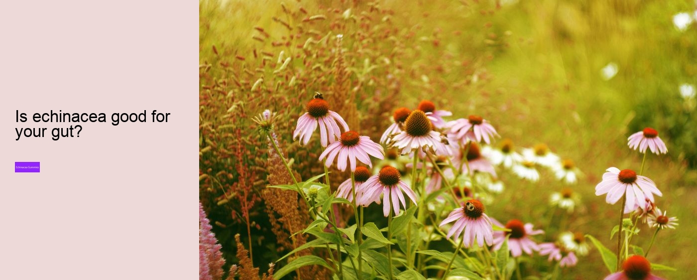 How long does it take for echinacea to work?