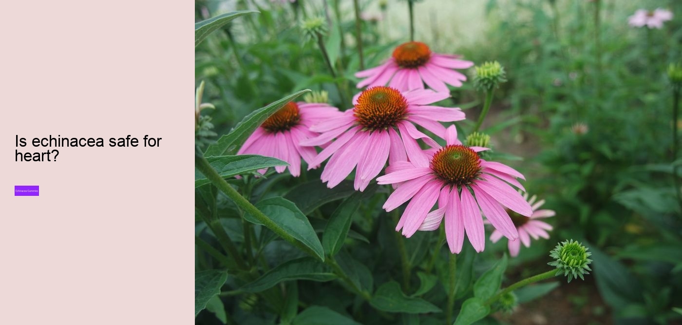 Who Cannot take echinacea?