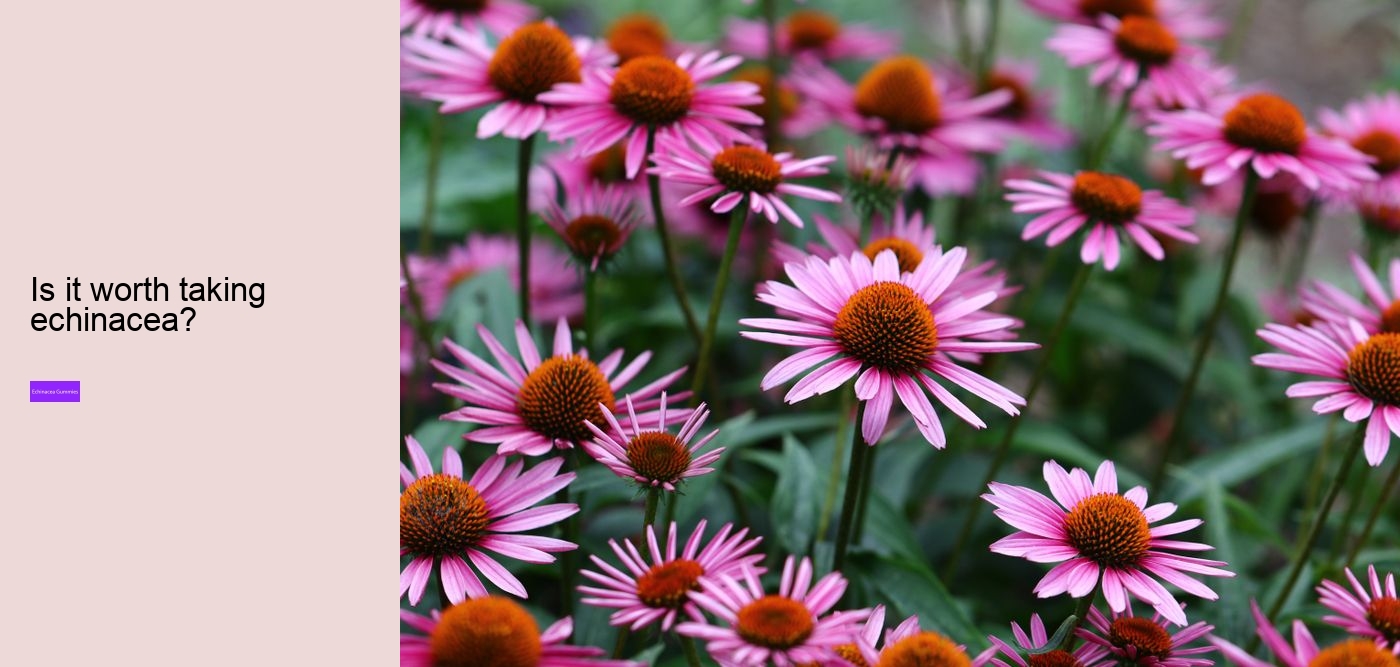 How does echinacea help your immune system?