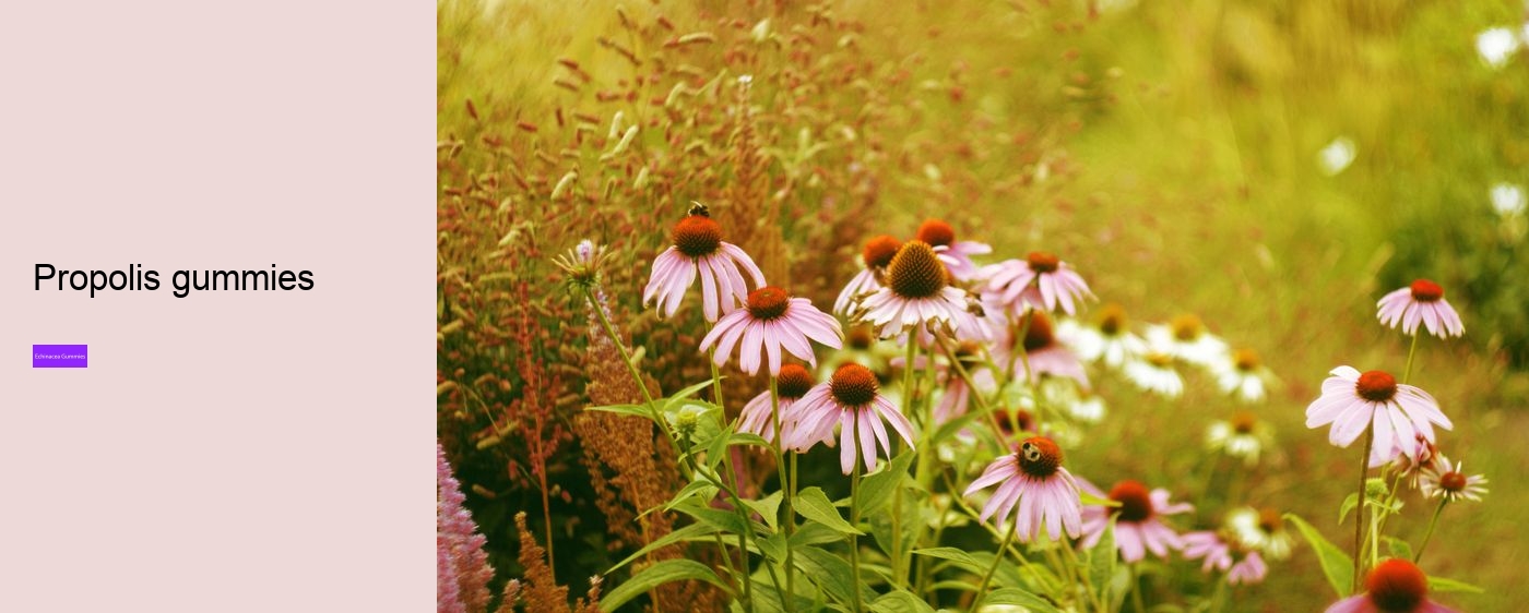 Why is echinacea so expensive?