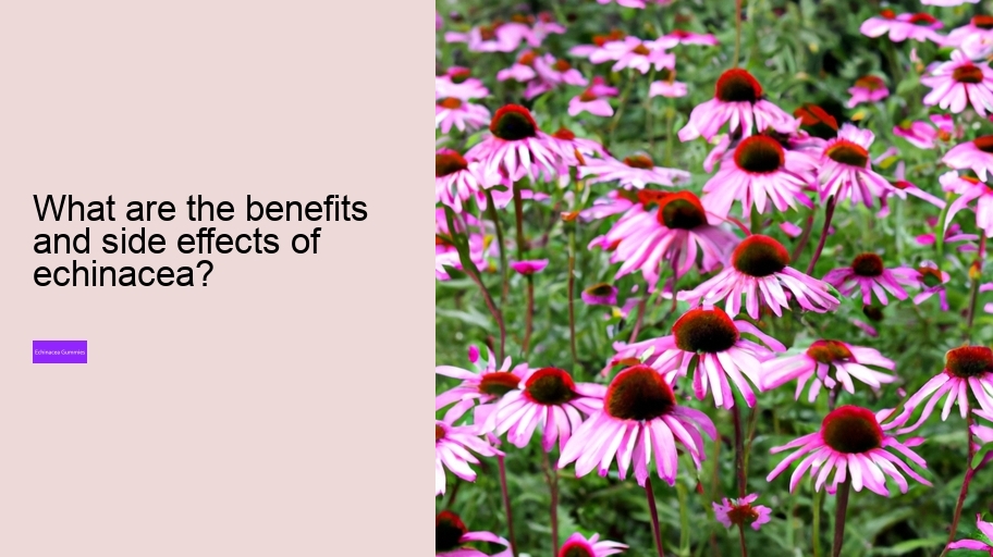 What are the benefits and side effects of echinacea?