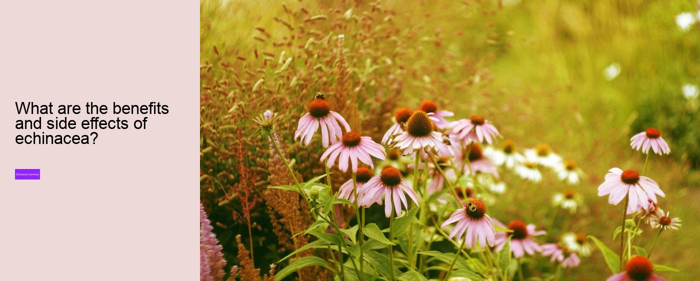 zinc echinacea