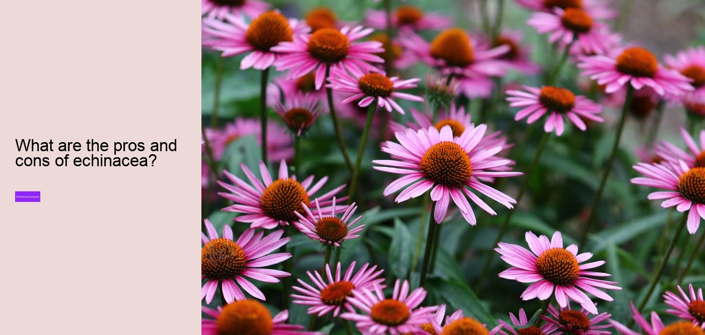 Does echinacea work immediately?