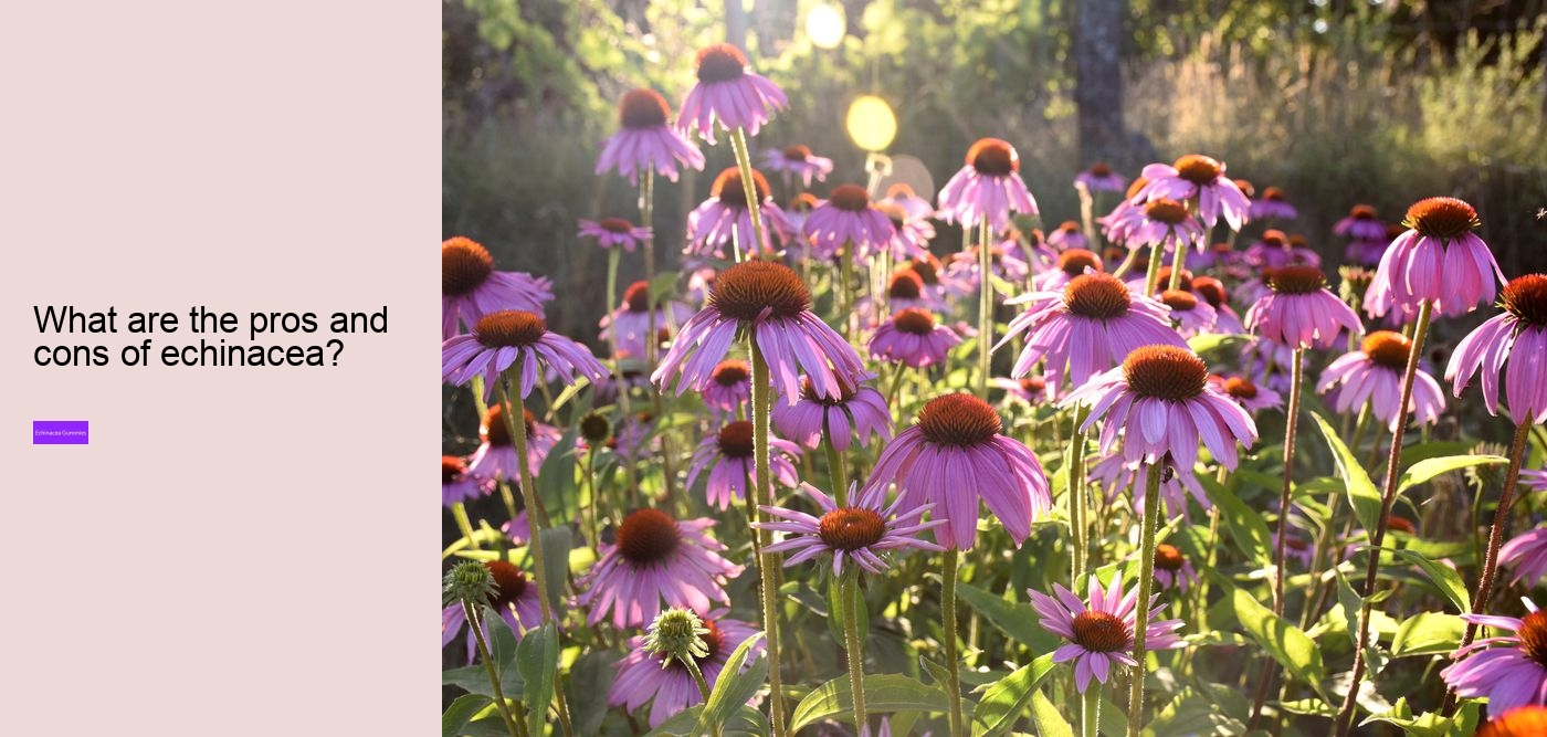 Does echinacea help with fatigue?