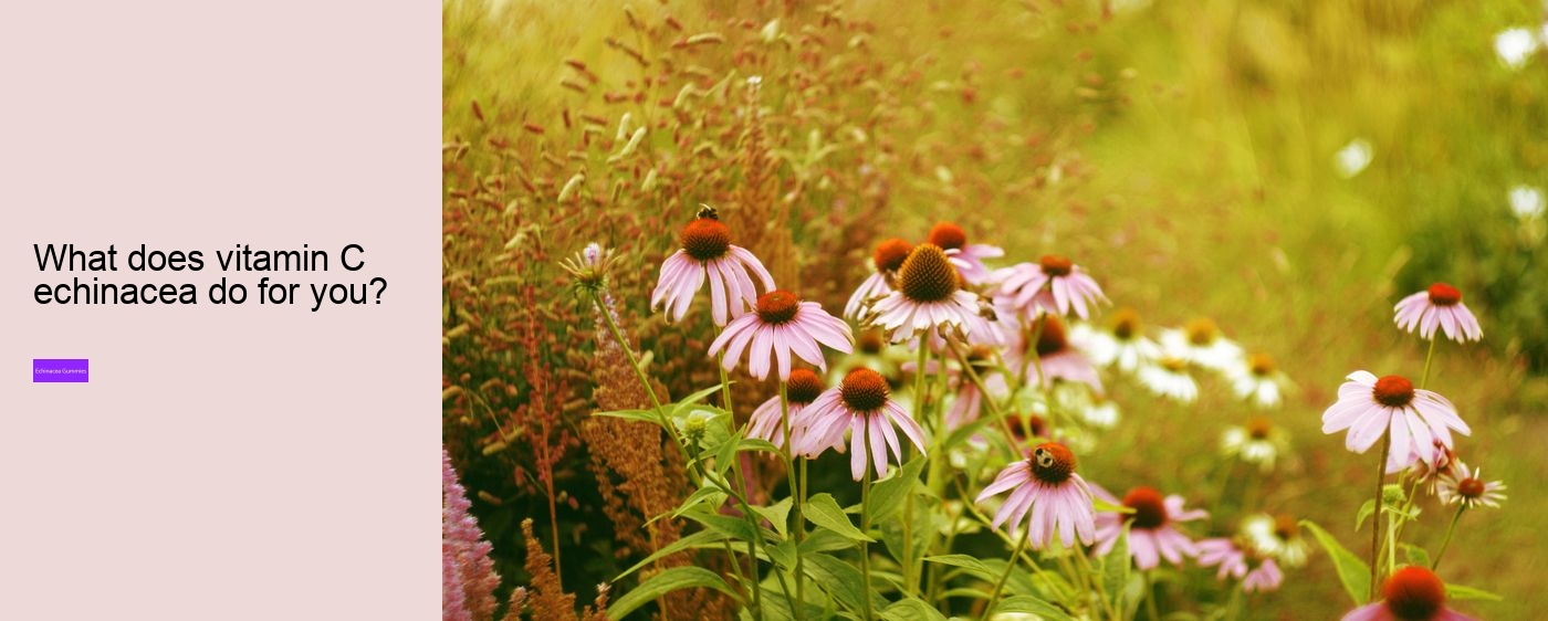 zinc and echinacea gummies