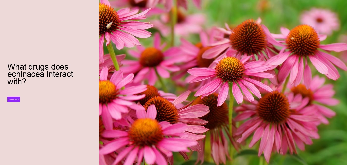 Does echinacea work immediately?