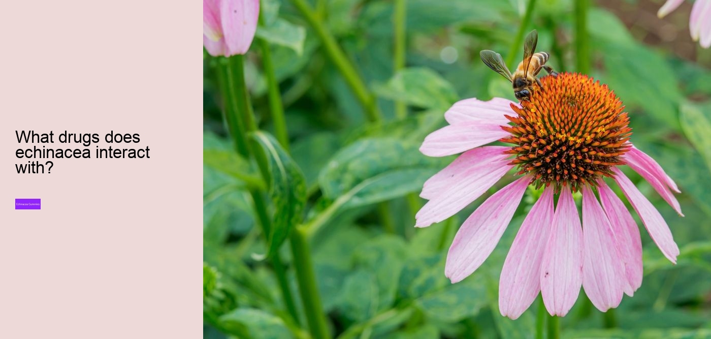 elderberry gummies with zinc and echinacea