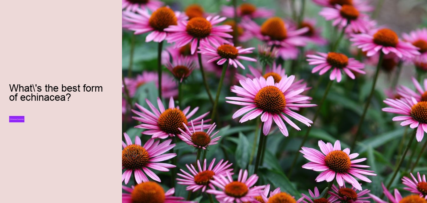 echinacea zinc