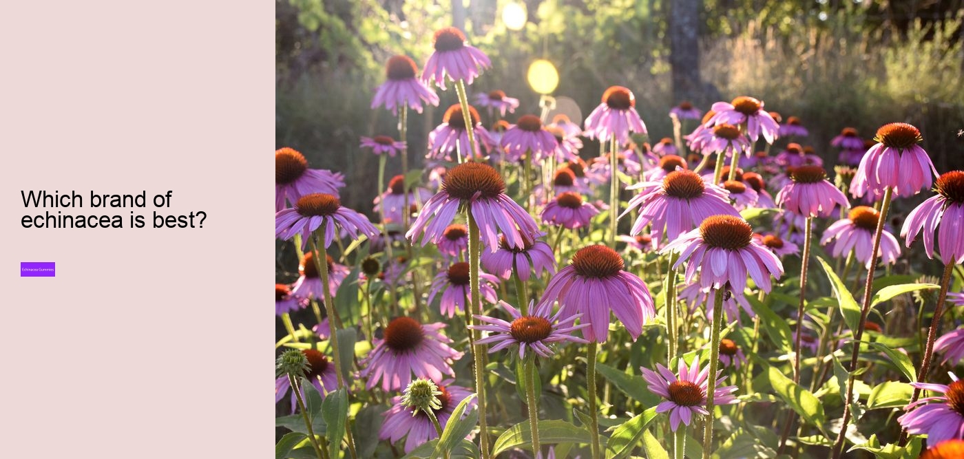 Is echinacea hard on the liver?