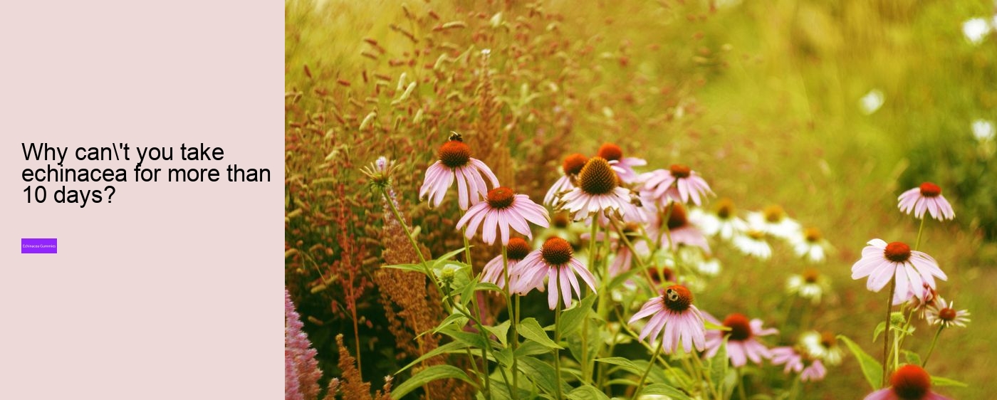 echinacea for kids gummies