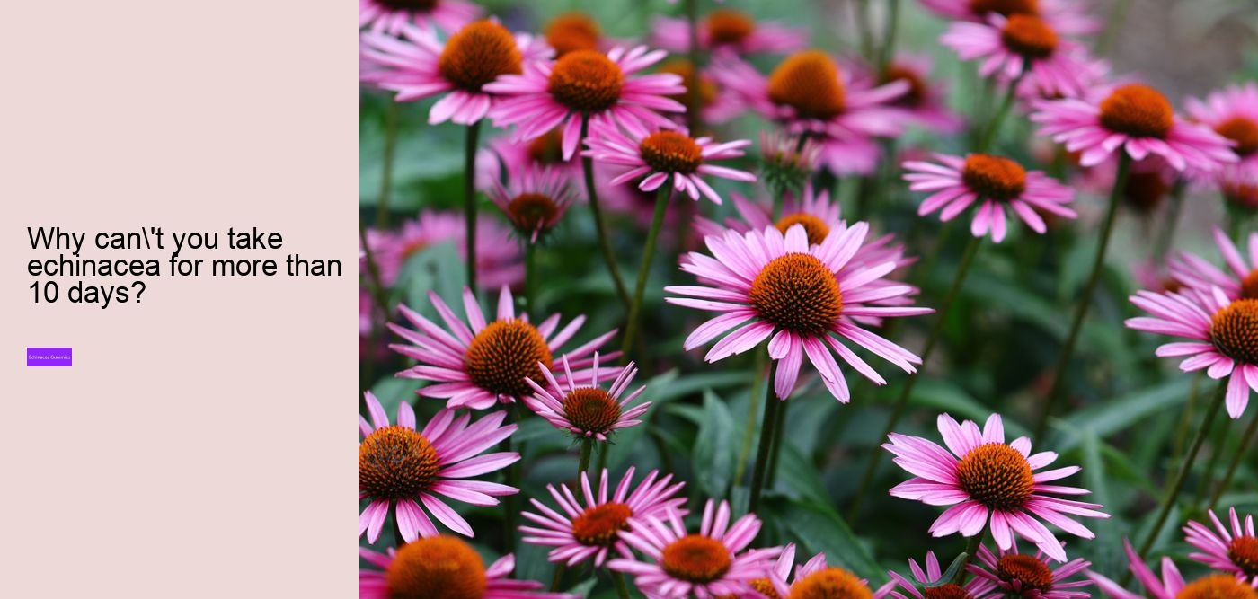 What does echinacea do to the brain?