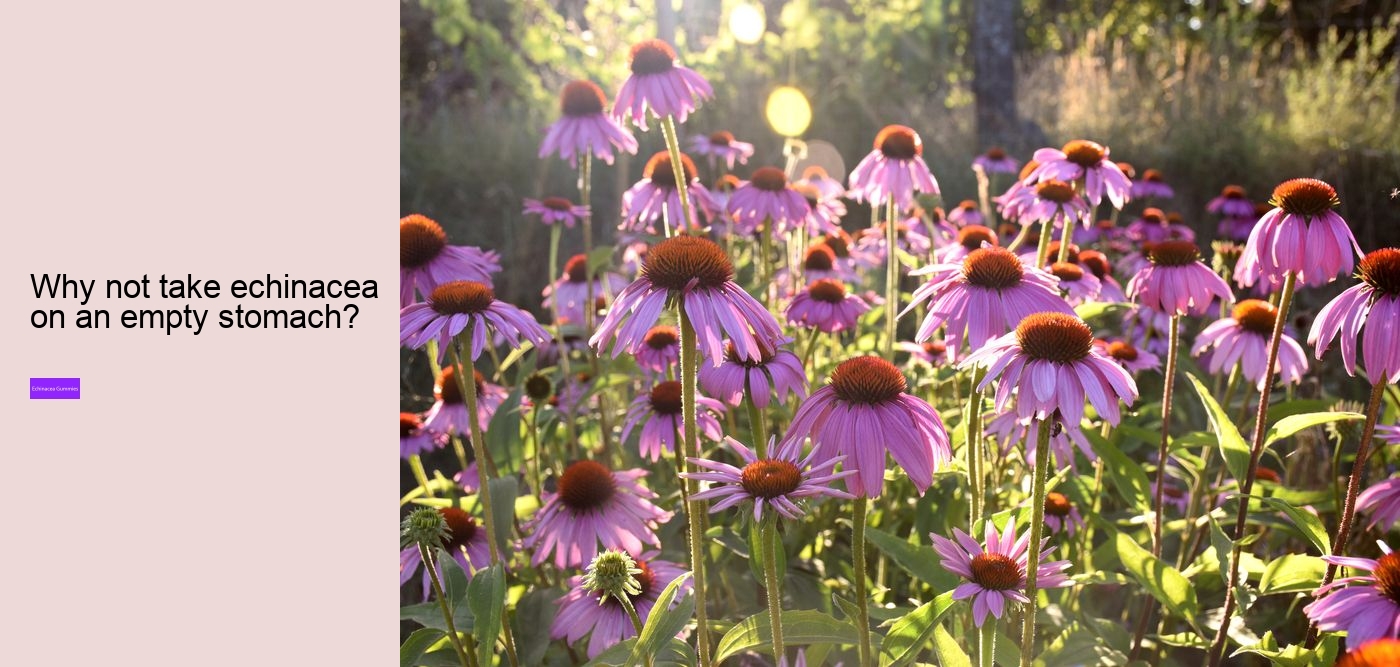 What drugs does echinacea interact with?