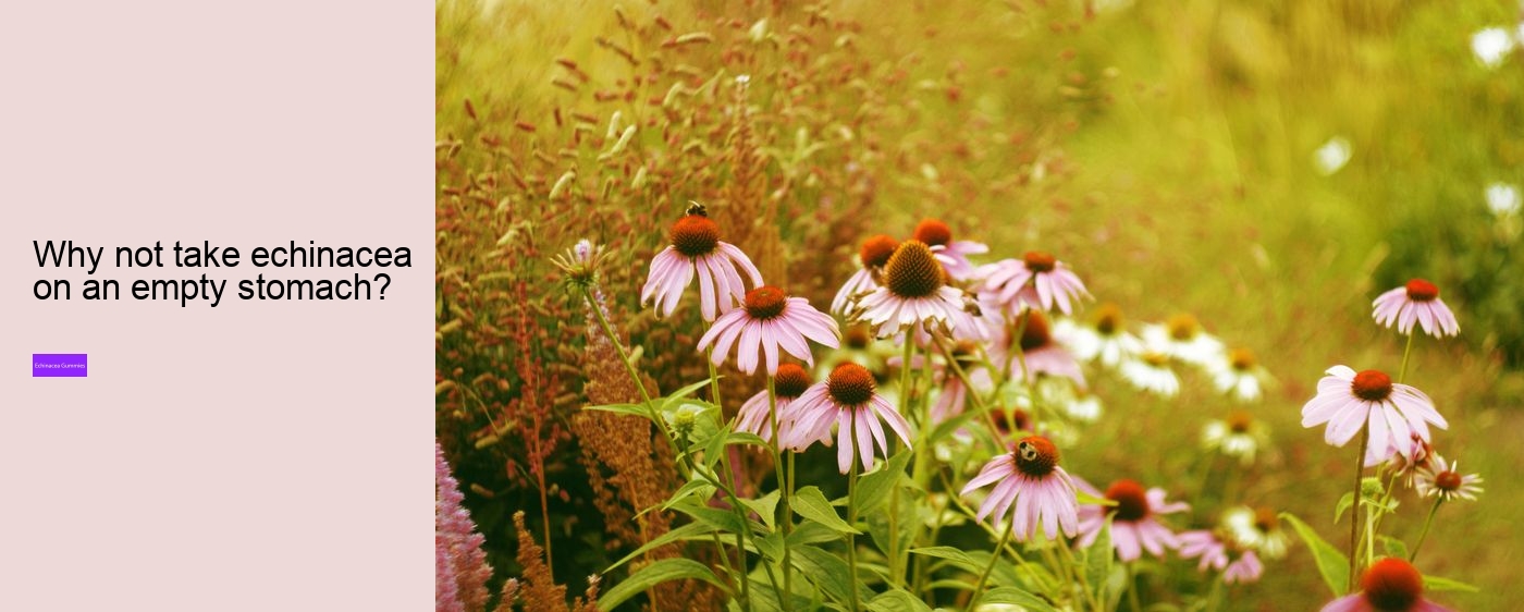 Why can't you take echinacea for more than 10 days?