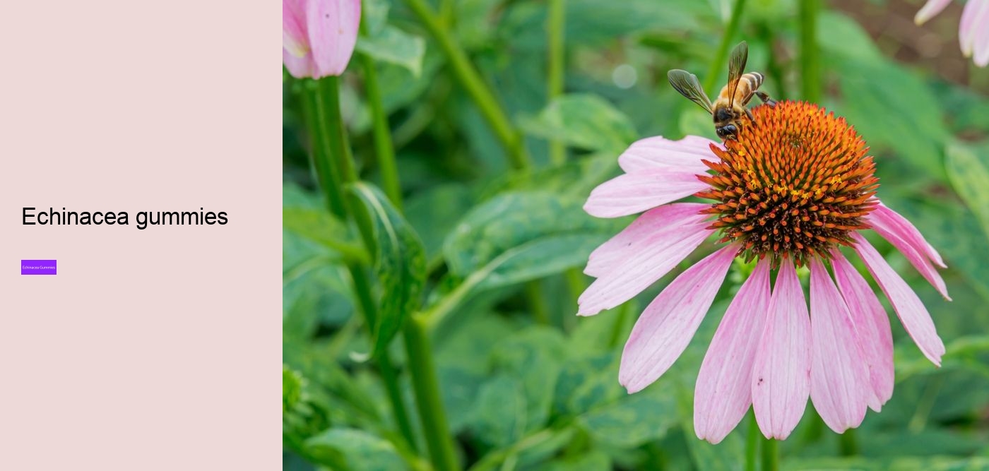 Why not take echinacea on an empty stomach?